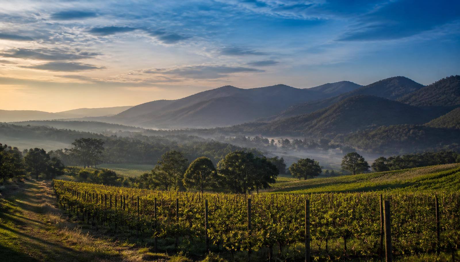 Vineyards and hills surrounding Milawa in north-east Victoria
